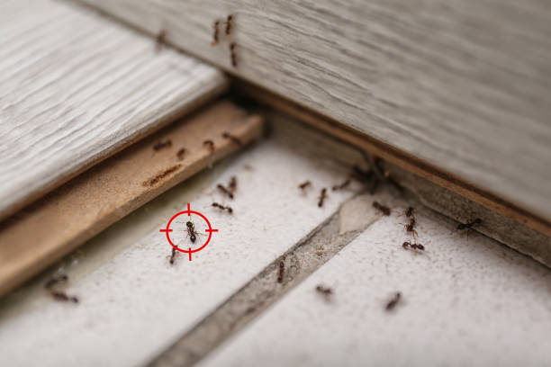 Best Rodent Control Near Me  in Potomac, MD