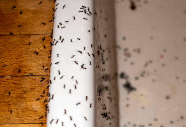 Best Affordable Pest Control Services  in Potomac, MD
