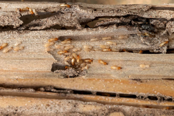 Reliable Potomac, MD Pest Control Solutions